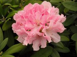 Pin On Garden Mailorder Seeds Plants