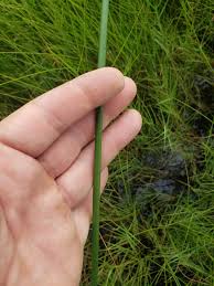 Image result for Cyperus articulatus
