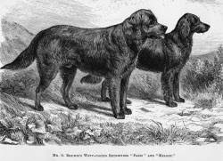 Labrador x flat coat retriever puppies blackpatch warrior and tuatha de brigit. Flat Coated Retrievers Janedogs