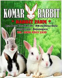 Dia melompat dari sini, ke sana sepanjang jalan menyusuri tiap tepi, taman. Gasarabbit S Home Facebook