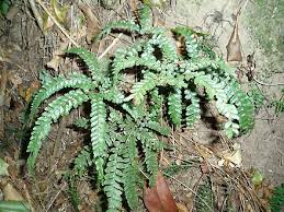 Image result for Adiantaceae