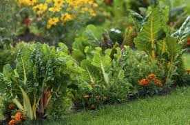 Im garten sind sie oft zu sehen: Arbeiten Im April Garten Fruhlingsboten Und Tipps Fur Die Aussaatzeit