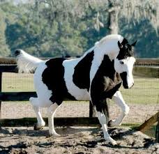 Black And White Paint Horses For Sale In Colorado Black And White Paint Horse Horses Animals Beautiful Pretty Horses