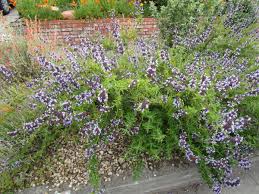 Image result for Sabicea bequaertii