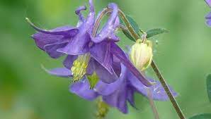 Columbine Herb Health Benefits Traditional Uses And Toxicity
