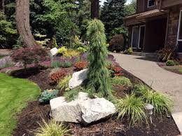 Pin On Conifers