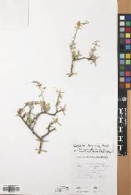 Image result for Cadaba farinosa