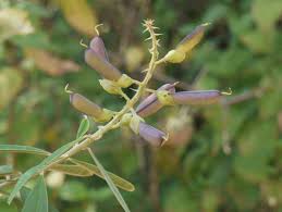 Image result for Crotalaria schliebenii