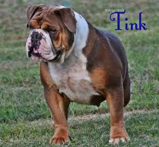 Their face, their head, their teeth, and their jaw make this breed one of the most recognized. Olde English Bulldogge Breeders Shipping Pups To Minnesota
