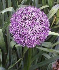 Allium Giganteum Plant Finder Wonderful Flowers Plants Cool Plants