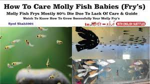 How To Care Baby Molly Fish Molly Fish Fry S Care Mollyfry Scare Youtube