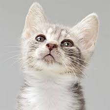 6,959 jobs available in roanoke, va on indeed.com. Daleville Animal Hospital Where Smart Pets Bring Their People