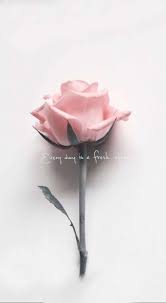 17 Trendy Ideas Flowers Tumblr Wallpapers Inspiration Flower Background Iphone Tumblr Wallpaper Iphone Background