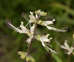 Image result for Ocimum filamentosum