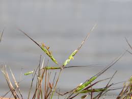 Image result for Hyparrhenia gazensis