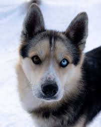 If conditions are poor, such as extreme cold or fresh snow, the dogs' speed can drop to 6 or 7 miles per hour. Dog Sledding In Yukon The Ultimate 2021 Adventure Guide