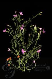 Image result for Chironia