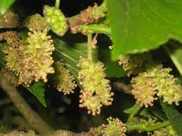 Maybe you would like to learn more about one of these? The Mulberry Tree In June The Blooming Garden
