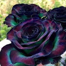 #rainbow #flowers #rainbow flowers #gay #gay flowers #pride month i guess?? Holland Rainbow Rose These Are Natural Flowers That Are Undoubtedly The Result Of Genetic Crossing Damnthatsinteresting