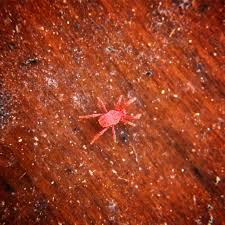 Image result for red mite