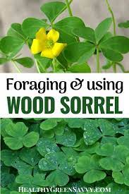 That is probably not the right question. Wood Sorrel Sour Grass An Edible Medicinal Wild Plant