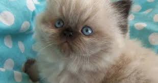 Fmgem Create Share Commercial Free Youtube Playlists Pretty Cats Cats Cute Animals