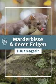 Marderbisse Und Deren Folgen Huk Coburg Marder Tiere Wildunfall