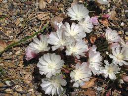 Image result for Rytigynia lewisii