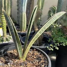 Image result for Sansevieria hallii