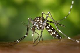 Demam denggi adalah penyakit virus yang disebarkan melalui gigitan nyamuk aedes. Tips Pencegahan Dan Pertolongan Pertama Terhadap Penderita Dbd Fkm Unair