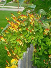 Pin By Sherry On Garden Vines Climbers Garden Vines Backyard Flowers Garden Design