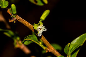 Image result for Vepris reflexa