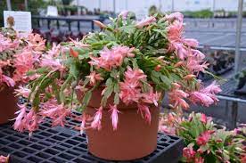 The easter cactus starts producing flower buds in february. Christmas Cactus Thanksgiving Cactus And Easter Cactus Old Farmer S Almanac