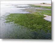 Image result for Zostera capensis