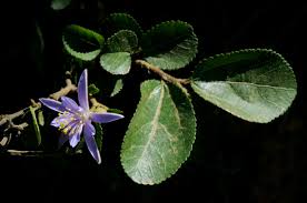 Image result for Grewia stolzii