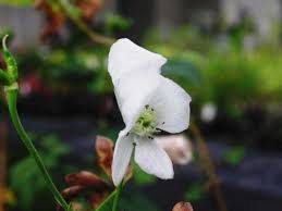 Image result for Isopyrum nipponicum