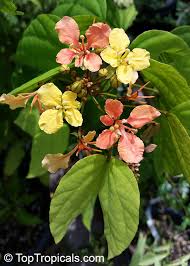Image result for Bauhinia macrantha