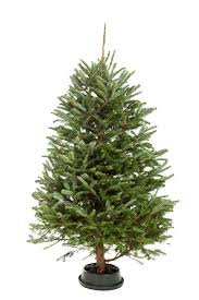 Save with christmas tree shop coupons and sales. Live Christmas Tree City Of Fort Collins