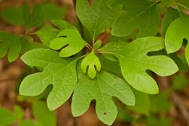 Image result for Lauraceae