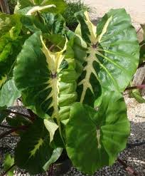 Can colocasia esc be growen in ponds. Elephant Ear White Lava P P Colocasia Esculenta Hybrid Colocasia Grape Vine Plant Elephant Ear Plant