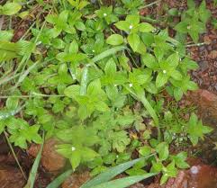 Image result for Spermacoce