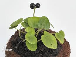 Image result for Geophila repens