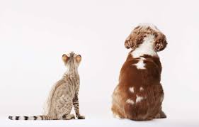 Find a translation for national pet insurance association in other languages: How Does Pet Insurance Work