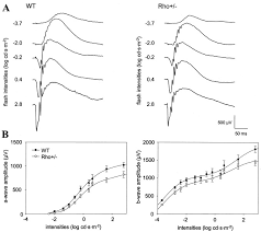 Rhodopsin Signaling And Organization In Heterozygote Rhodopsin Knockout Mice Journal Of Biological Chemistry