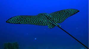 Under Sea Fish Cool Pictures Underwater Animals Ocean Animals Sea Fish