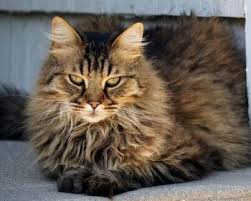Cat S Information American Long Hair Cat In 2020 Long Haired Cats Cats Norwegian Forest Cat