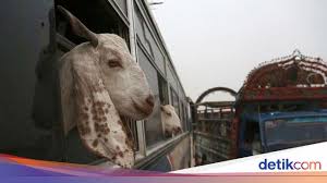 Siapa saja berhak menerima hewan kurban idul adha 2021, simak waktu tepat penyembelihan. Hadits Tentang Qurban Dan Keutamaannya