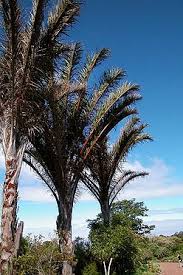 Image result for Raphia australis