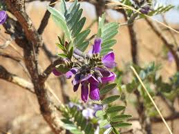 Image result for Mundulea