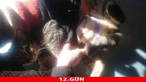 Winpet Kedi Ve Kopekler Icin Yara Koruyucu Korse